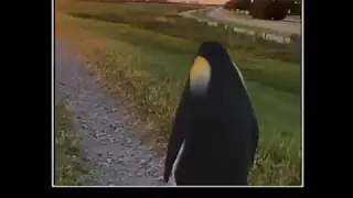 Sad penguin