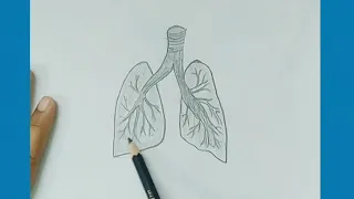 How to draw lungs | step by step drawing| organ drawing| easy way drawing tutorial.,#basic ,#draw