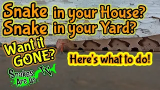 Snake in your House? Snake in your Yard? Want it Gone? Here's what you need to know!