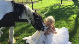 Gypsy Vanner Horse Videos,  Funny Horse Video  Unicorns are real, I fell off my horse