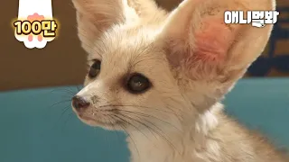 A Fennec Fox Appeared In A Factory Randomly.. The CCTV Footage Suggests..!