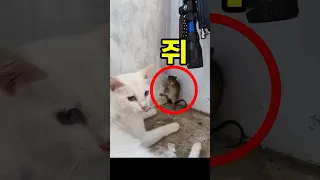 고양이를 만난 쥐들의 놀라운 생존법
