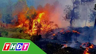 Thủ tướng yêu cầu phòng cháy, chữa cháy rừng | THDT