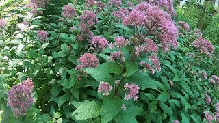 Kentucky Native Garden Tour August 2020