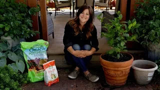 Growing Citrus Trees in Containers! 🍋🌿// Garden Answer