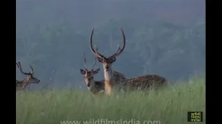 Spotted Deer grazing in a wild grassland