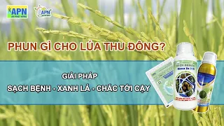 APN -  3 LẦN PHUN XỊT GIAI ĐOẠN TRỔ - SẠCH BỆNH,  XANH LÁ,  CHẮC HẠT -  VỤ THU ĐÔNG 2021 #luathudong