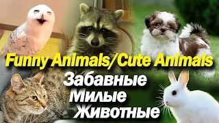 Забавные Милые Животные Сборник | Funny Cute Animals Compilation