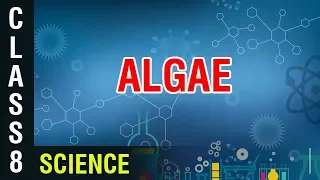 Algae | 8th Class Science | Digital Teacher
