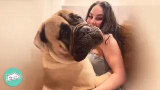 Gentle Giant Mastiff Wants To Hug Everybody He Meets | Cuddle Buddies