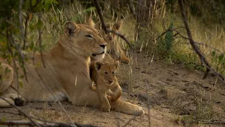 Up Close with CUTEST LION CUBS and gentle calling LIONESS 🐾