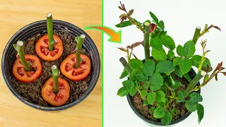 Propagate roses from store-bought cuttings | Growing roses with tomatoes