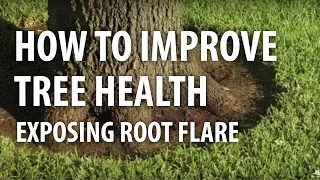 How to Improve Tree Health, Exposing Root Flare - The Dirt Doctor