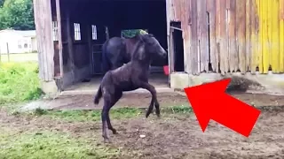 8-Week-Old Foal Who Wants To Play Has A Trick Up Her Sleeve When Mom Turns Around