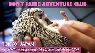 Harry Hedgehog Cafe (Tokyo, Japan)