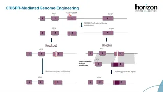Cell line engineering with CRISPR-Cas9 - Tips and tricks to maximize success
