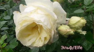 Elfe (Эльф) Плетистые розы - питомник роз "Розы от Татьяны"