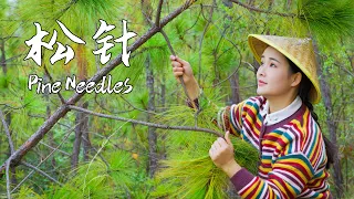 Let's make a pine needle feast in spring when new leaves and pine scent fill the air【滇西小哥】