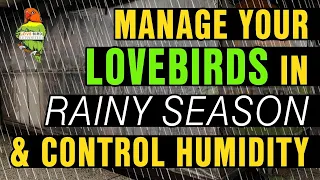 Manage Lovebirds in Rainy Season | Control High Humidity #lovebirdsbreedingtips #muhammadawais