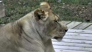 Up close and personal: Koda lioness at Big Cat Rescue.