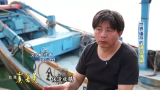 【台灣真善美】金山蹦火仔 世界僅存的磺火捕魚