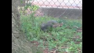 Eastern Gray Squirrels Mating in April
