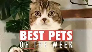 Best Pets of The Week Video Compilation | January 2018 Week 3