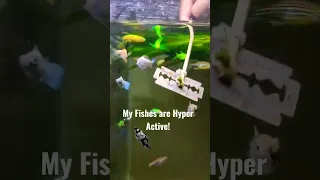 bruh they dont care.. anyway no fish harm in this video and never did harm any fish. pro use only