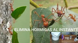 Eliminar Hormigas Arrieras al Instante, ¡SOMPOPOS! con este suplemento casero, INSECTICIDA CASERO