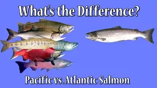 What's the Difference?  Atlantic vs. Pacific Salmon