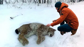 Взвалив на плечи раненую дикую рысь, мужчина не думал, что их судьбы скреплены навечно