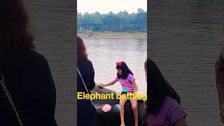 Elephant bathing in the river 🧼🚿🚿 #viral #shorts #shortvideo #video #trending