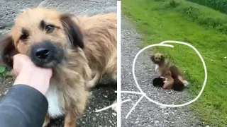 Abandoned mother dog begged for help for her exhausted puppies and heartwarming ending