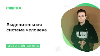 Выделительная система человека | ОГЭ БИОЛОГИЯ 2020 | Онлайн-школа СОТКА