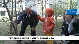 Грушевая аллея памяти героев СВО появилась в Хабаровске