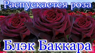 Как распускается роза Блек Баккара - Blaсk Baccara (Meilland, Франция 2004)