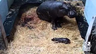 Pygmy hippo baby!