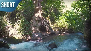 Source of the Jordan River - Banias Stream in Israel #SHORTS