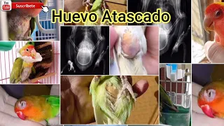 Agapòrnis Huevo Atascado o Atravesado Causa y Solución|Loro Huevo Atascado|Periquito Huevo Atascado