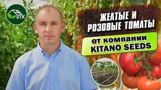 Обзор линейки желтых и розовых томатов от компании KITANO Seeds. "DTK"