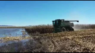 When mennonites harvest in Mexico