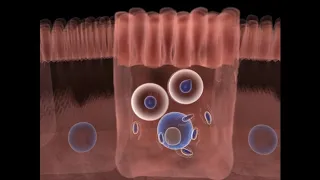 O ciclo de vida do Toxoplasma gondii - Parte 01