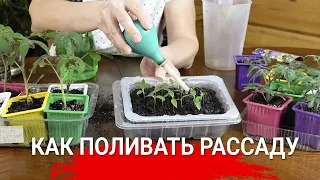 КАК ПОЛИВАТЬ РАССАДУ