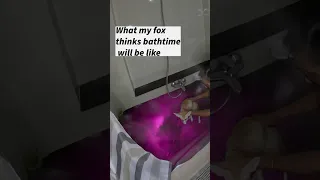 bathtime with fennec fox