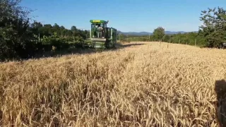 Wheat Harvest/ Žetva Pšenice  John Deere 1032 kombajny 4K
