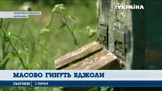 Масова загибель бджіл прокотилася Україною