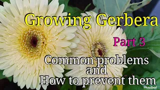 Growing Gerbera - part 3 - Control pest and diseases