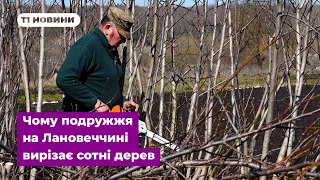 Горіховий сад, який так і не став реальністю: чому подружжя на Лановеччині вирізає сотні дерев