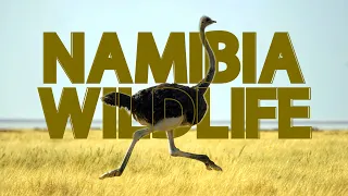 Namibia Wild Animals in 4K | Witness the Majestic Diversity of Nambia's Wild Animals 2024