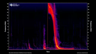 Song of the Antarctic Weddell Seal, 2 hours - MOO Antarctica